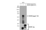 WWTR1 Antibody in Western Blot (WB)