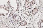TET3 Antibody in Immunohistochemistry (Paraffin) (IHC (P))