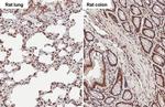 TET3 Antibody in Immunohistochemistry (Paraffin) (IHC (P))