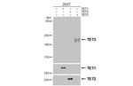 TET3 Antibody in Western Blot (WB)