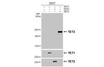 TET3 Recombinant Rabbit Monoclonal Antibody (HL3009)