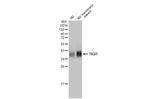 TIGIT Antibody in Western Blot (WB)