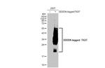 TIGIT Antibody in Western Blot (WB)