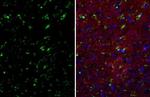TMEM119 Recombinant Rabbit Monoclonal Antibody (HL2627)