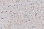 TMEM119 Antibody in Immunohistochemistry (Paraffin) (IHC (P))