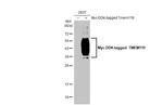 TMEM119 Antibody in Western Blot (WB)