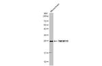 TMEM119 Antibody in Western Blot (WB)