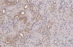TMPRSS2 Antibody in Immunohistochemistry (Paraffin) (IHC (P))