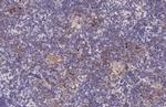 tPA Antibody in Immunohistochemistry (Paraffin) (IHC (P))
