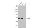 tPA Antibody in Western Blot (WB)