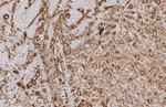 Tyrosine Hydroxylase Antibody in Immunohistochemistry (Paraffin) (IHC (P))