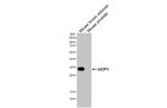 UCP1 Antibody in Western Blot (WB)