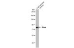 DDX4 Antibody in Western Blot (WB)
