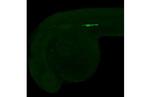 DDX4 Antibody in Immunohistochemistry (IHC)