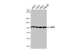 VCP Antibody in Western Blot (WB)