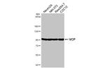 VCP Antibody in Western Blot (WB)
