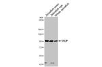 VCP Antibody in Western Blot (WB)