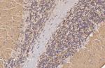 VGLUT1 Recombinant Rabbit Monoclonal Antibody (HL3210)