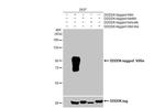 Villin Antibody in Western Blot (WB)