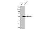 Vimentin Antibody in Western Blot (WB)
