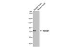 WAVE1 Recombinant Rabbit Monoclonal Antibody (HL2901)