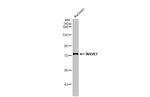 WAVE1 Antibody in Western Blot (WB)