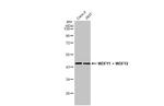 WDFY1/2 Recombinant Rabbit Monoclonal Antibody (HL1989)