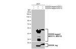 WDFY1/2 Antibody in Western Blot (WB)