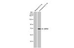 XPR1 Antibody in Western Blot (WB)