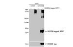 XPR1 Antibody in Western Blot (WB)