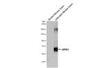 XPR1 Antibody in Western Blot (WB)