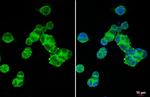 XPR1 Antibody in Immunocytochemistry (ICC/IF)