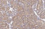 XPR1 Antibody in Immunohistochemistry (Paraffin) (IHC (P))