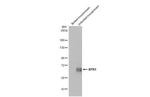 XPR1 Antibody in Western Blot (WB)