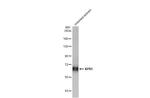 XPR1 Antibody in Western Blot (WB)