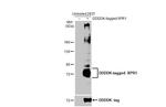 XPR1 Antibody in Western Blot (WB)