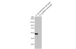 Yellow Fever Virus Envelope Protein (strain 17D vaccine) Recombinant Rabbit Monoclonal Antibody (HL2409)