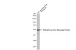 Yellow Fever Virus Envelope Protein (strain 17D vaccine) Recombinant Rabbit Monoclonal Antibody (HL2730)