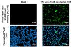 Yellow Fever Virus NS4B (strain 17D vaccine) Recombinant Rabbit Monoclonal Antibody (HL2449)