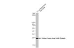 Yellow Fever Virus NS4B (strain 17D vaccine) Antibody in Western Blot (WB)