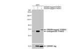 YTHDF2 Antibody in Western Blot (WB)