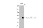 Zika Virus NS1 (strain H/PF/2013) Antibody in Western Blot (WB)