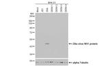 Zika Virus NS1 (strain H/PF/2013) Antibody in Western Blot (WB)