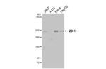 ZO-1 Recombinant Rabbit Monoclonal Antibody (HL3114)