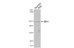 ZO-1 Antibody in Western Blot (WB)