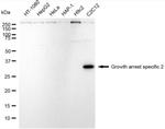 GAS2 Antibody in Western Blot (WB)