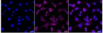 Ly-6A/E Antibody in Immunocytochemistry (ICC/IF)