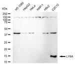 Ly-6A/E Antibody in Western Blot (WB)