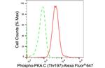 Phospho-PKA alpha/beta/gamma (Thr197) Antibody in Flow Cytometry (Flow)