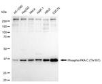 Phospho-PKA alpha/beta/gamma (Thr197) Recombinant Rabbit Monoclonal Antibody (24GB1650)